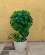 Artificial Green  Plant Decoration Piece with pot Best for home & Office Decoration