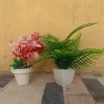 Green & Red  flower Pack of 2 Different plant