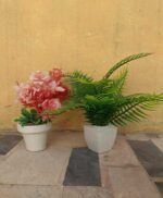 Green & Red  flower Pack of 2 Different plant
