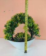 Pack of Two heart shaped plant Green yellow - Image 2